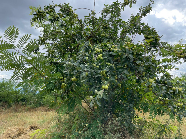 Terreno Agricolo in vendita a Ariano Irpino