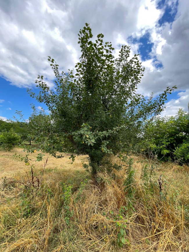 Terreno Agricolo in vendita a Ariano Irpino