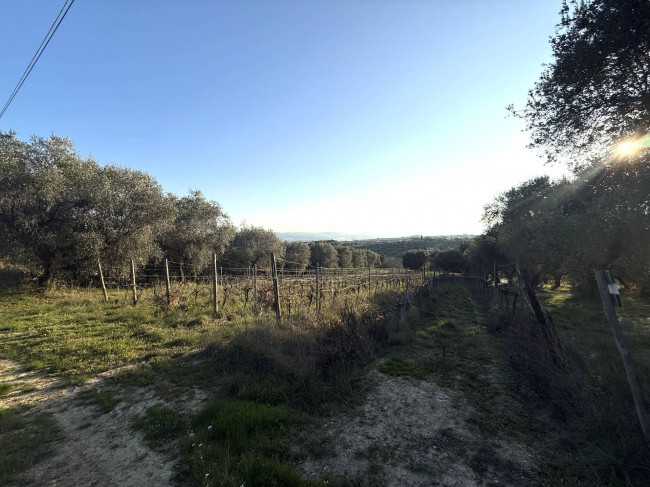 Terreno Agricolo in vendita a Giulianova