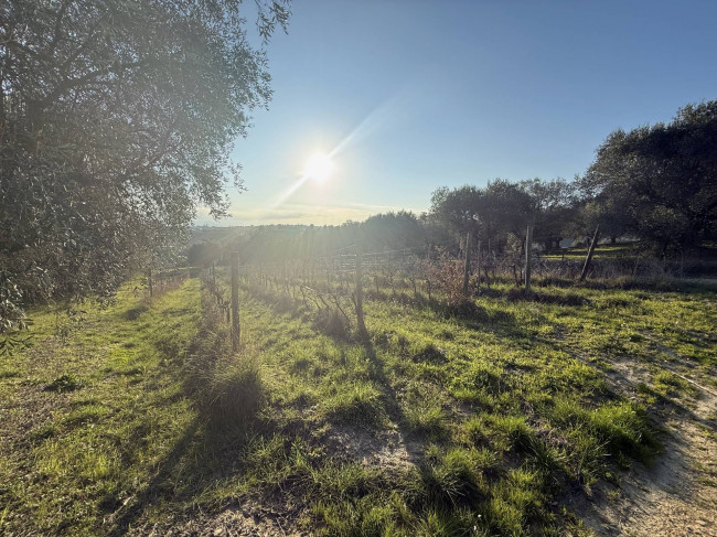 Terreno Agricolo in vendita a Giulianova