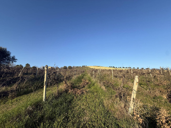Terreno Agricolo in vendita a Giulianova