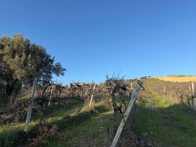 Terreno Agricolo in vendita a Giulianova