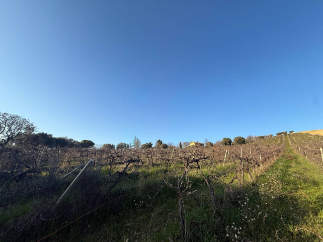 Terreno Agricolo in vendita a Giulianova