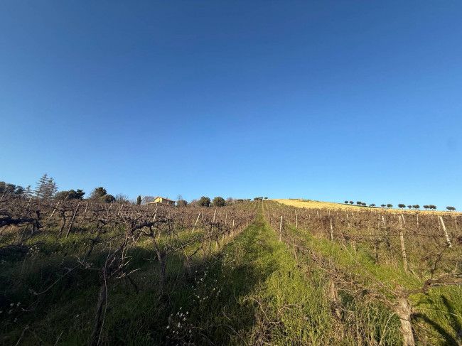 Terreno Agricolo in vendita a Giulianova