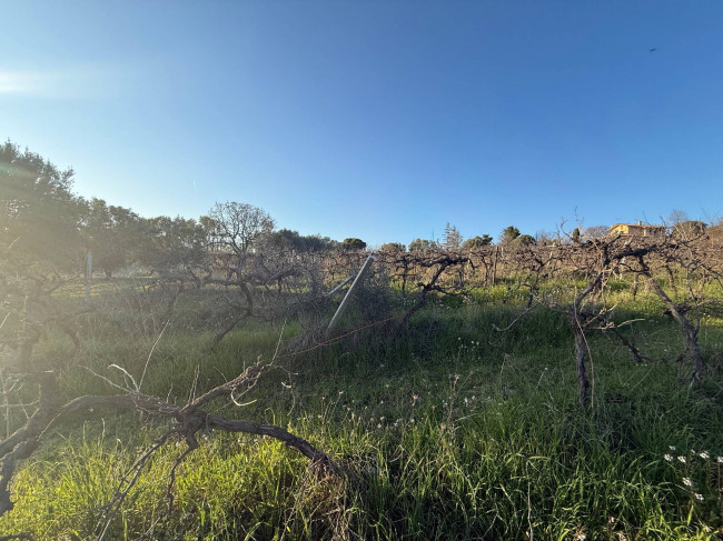 Terreno Agricolo in vendita a Giulianova