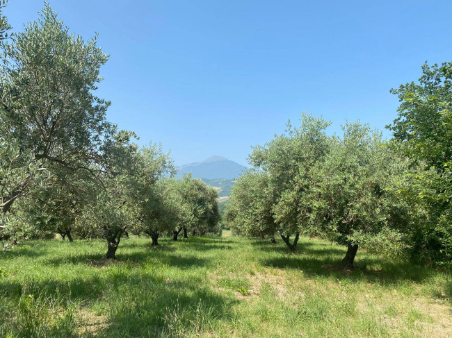 Terreno Agricolo in Vendita a Campli