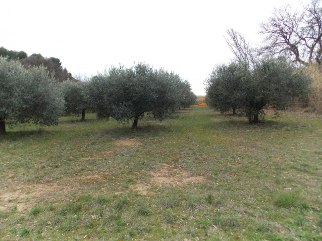 Terreno agricolo in vendita a San Benedetto Del Tronto (AP)
