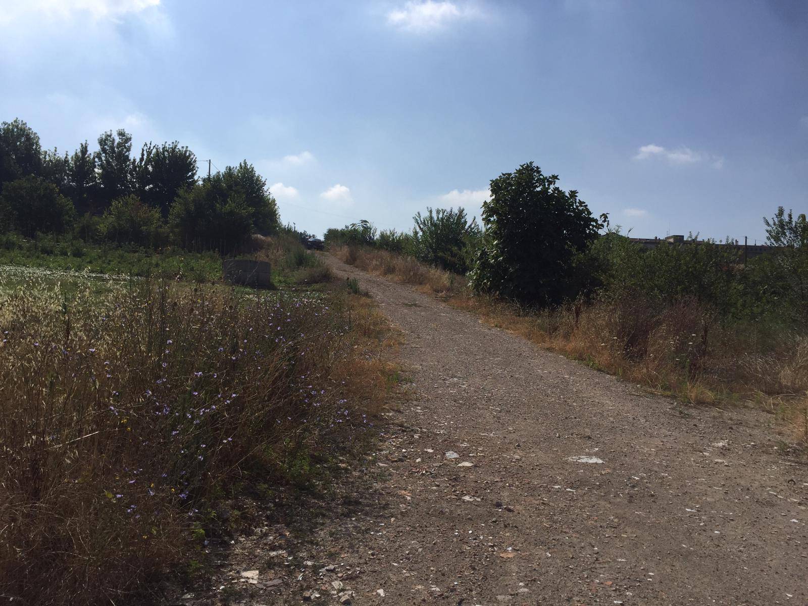 Terreno BENEVENTO affitto  CAPODIMONTE  Iadanza servizi immobiliari RE