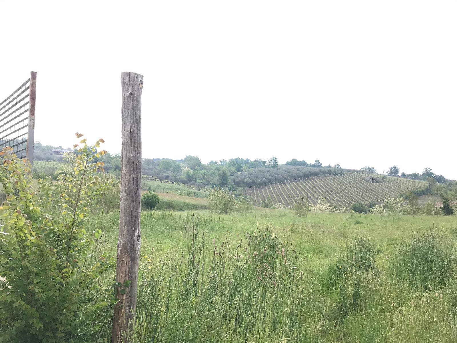 Terreno BENEVENTO vendita    Iadanza servizi immobiliari RE