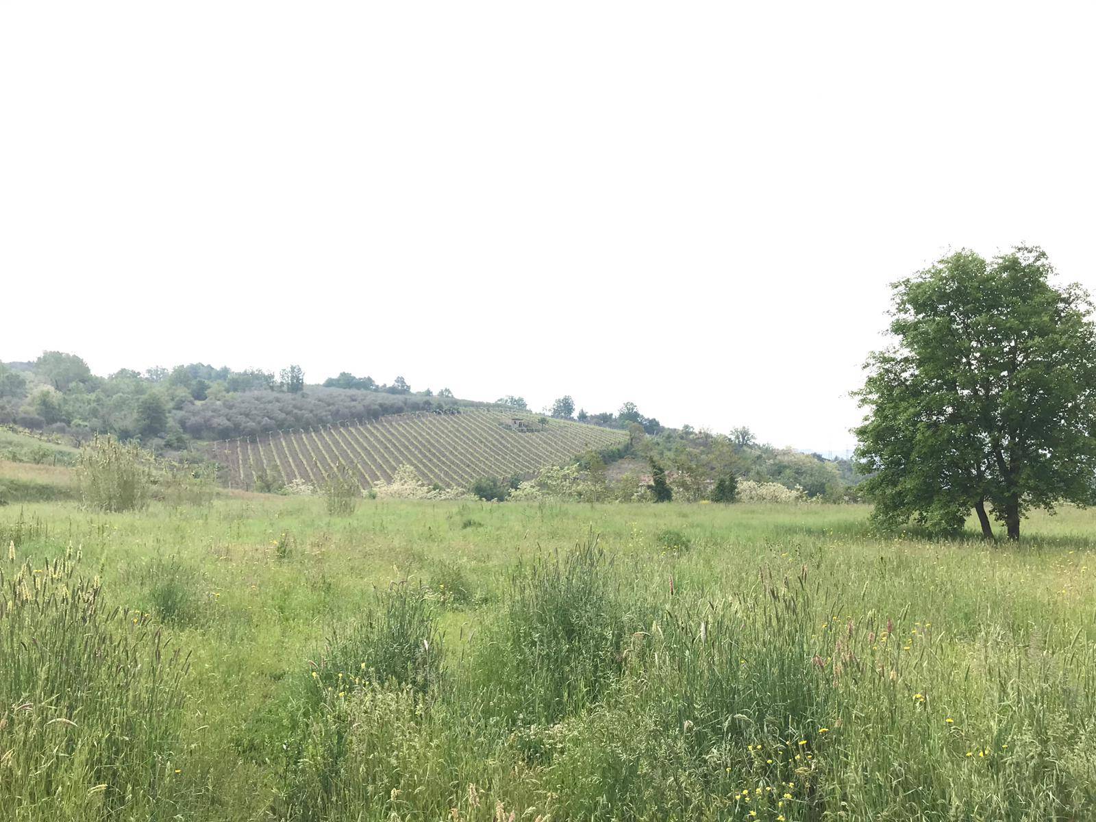 Terreno BENEVENTO vendita    Iadanza servizi immobiliari RE