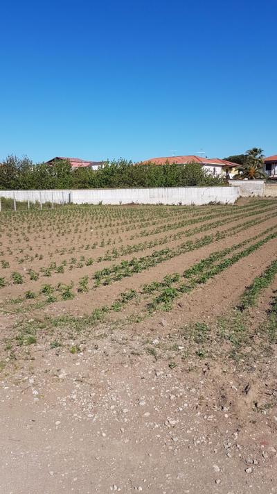 AGRICOLO a Giugliano in Campania
