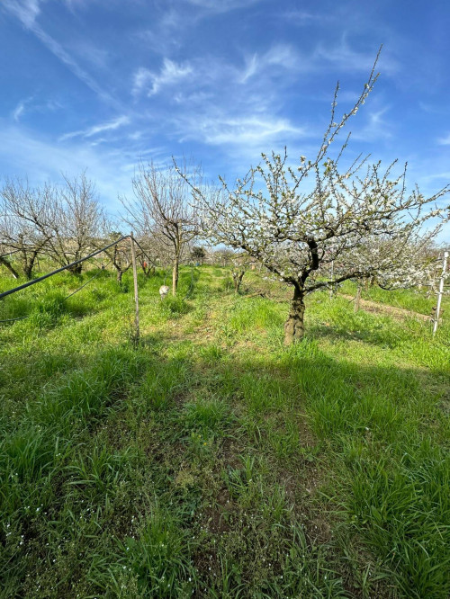 AGRICOLO a Giugliano in Campania