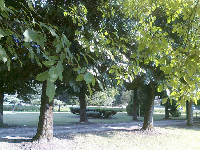 Villa Singola in vendita a Calto