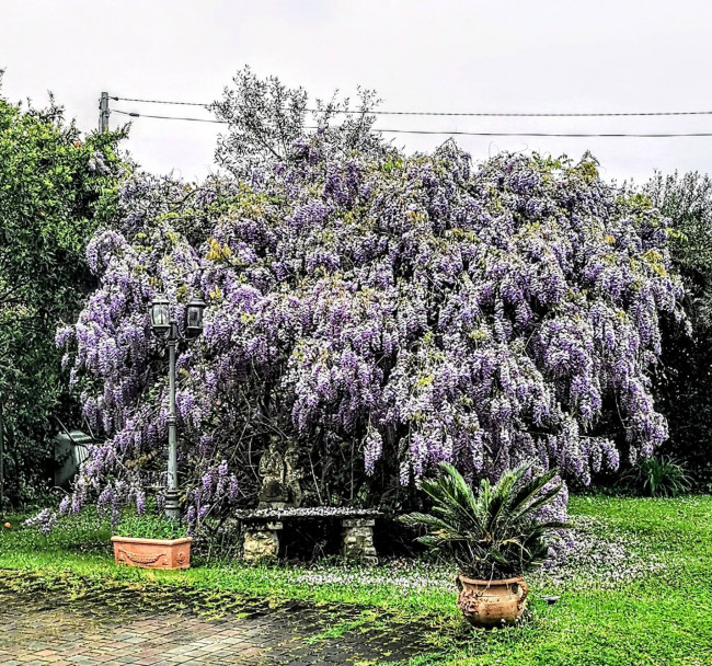 Semi-detached house for sale in Montignoso