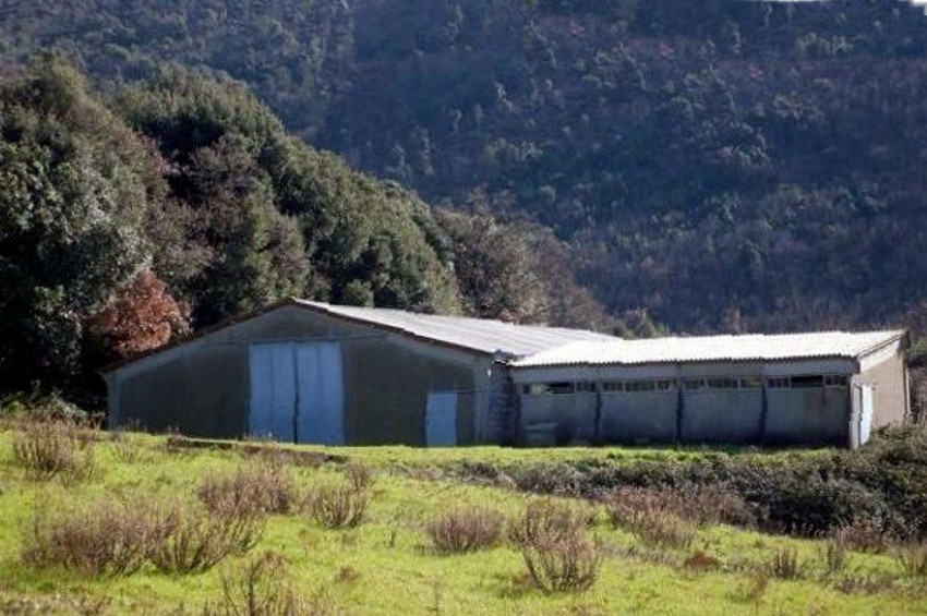 Rustico - Cascina CASTELLINA MARITTIMA vendita    Spazio Casa Cecina