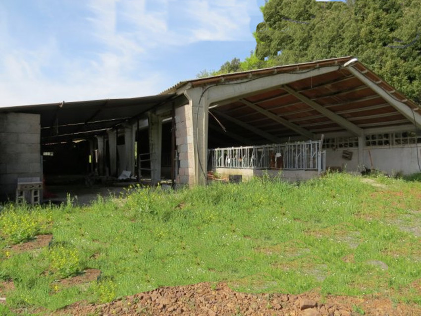 Rustico - Cascina CASTELLINA MARITTIMA vendita    Spazio Casa Cecina