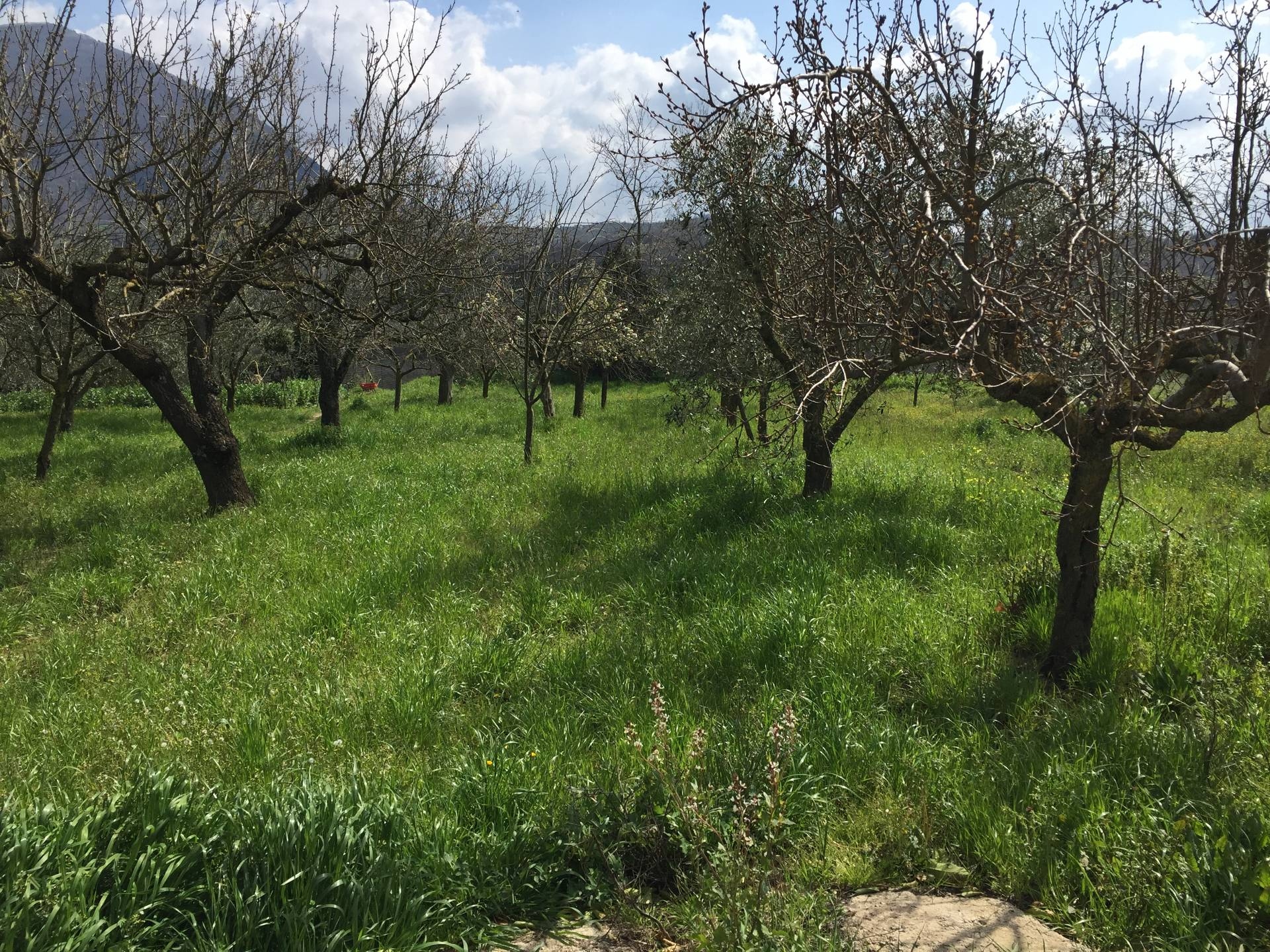 Rustico - Cascina TELESE TERME vendita    Mito Servizi Immobiliari