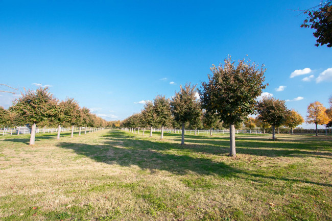 Landwirtschaftlicher Betrieb zu verkauf in Lazise