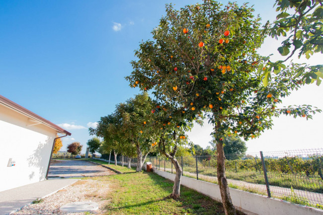 Landwirtschaftlicher Betrieb zu verkauf in Lazise