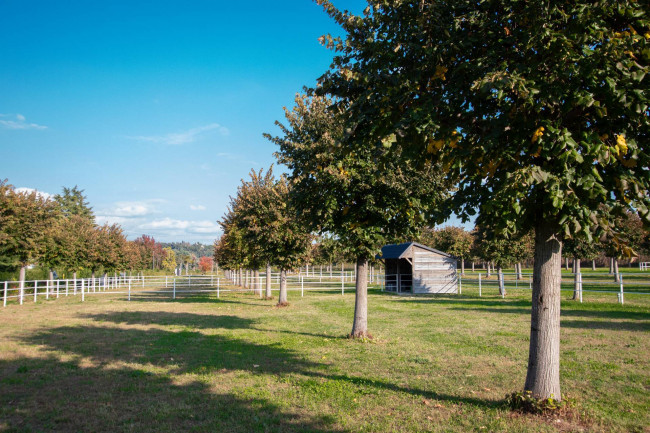 Landwirtschaftlicher Betrieb zu verkauf in Lazise