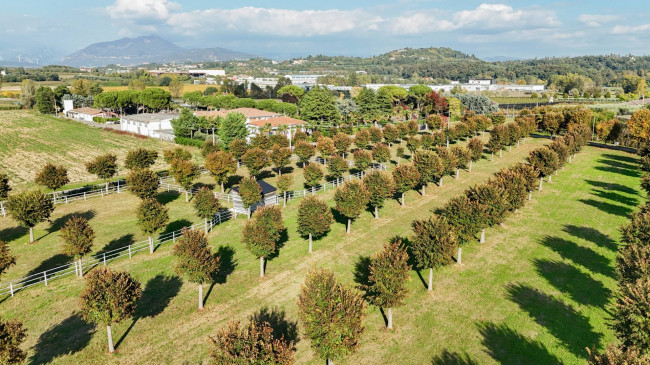 Landwirtschaftlicher Betrieb zu verkauf in Lazise