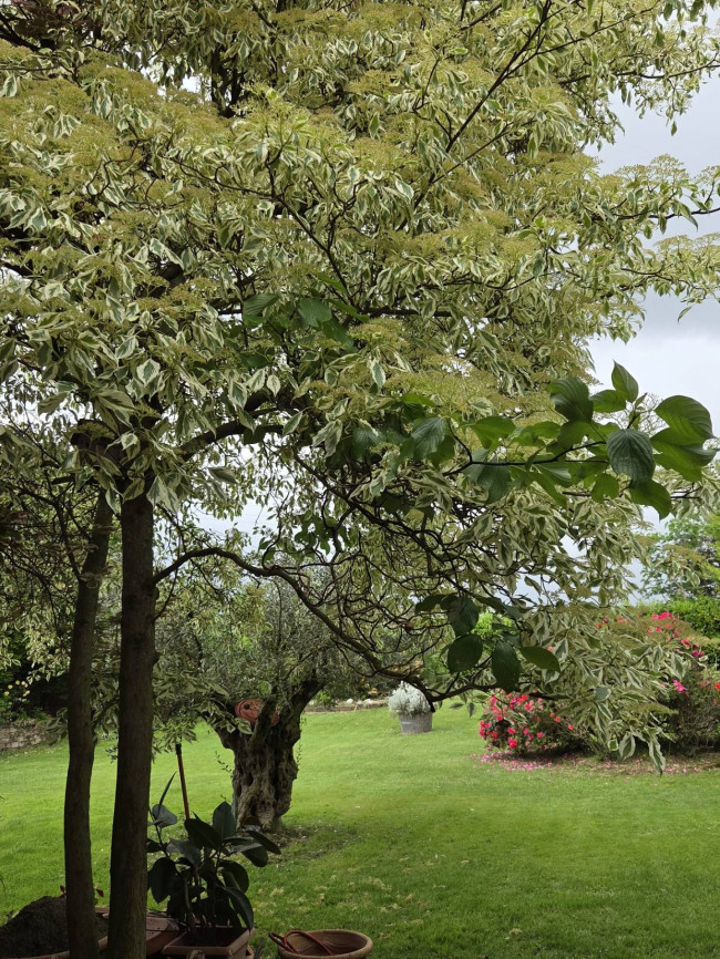 Villa for sale in Pescantina