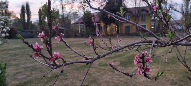 Villa in vendita a Vigasio