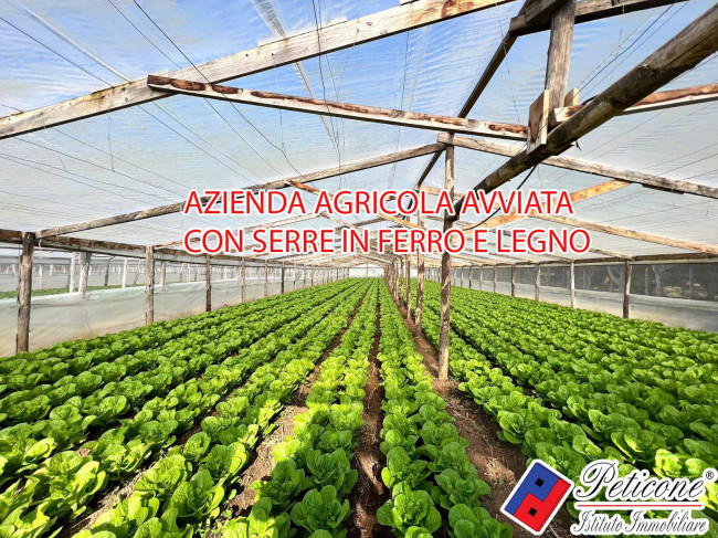 AZIENDA AGRICOLA AVVIATA con SERRE in LEGNO e in FERRO