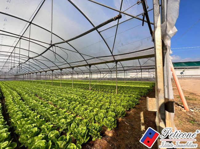 AZIENDA AGRICOLA AVVIATA con SERRE in LEGNO e in FERRO