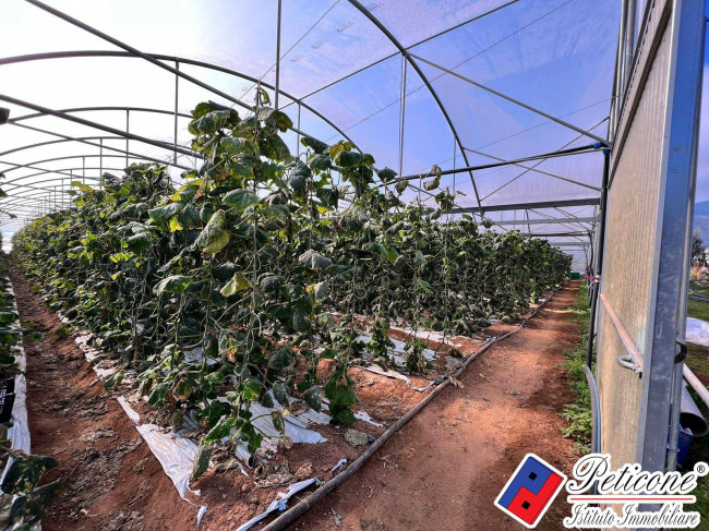 AZIENDA AGRICOLA AVVIATA con SERRE in LEGNO e in FERRO