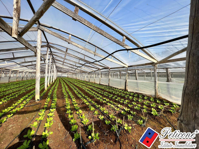 AZIENDA AGRICOLA AVVIATA con SERRE in LEGNO e in FERRO