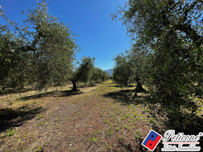 ANTICO CASOLARE con ULIVETO di 25.000 MQ e 360 PIANTE DI ULIVO