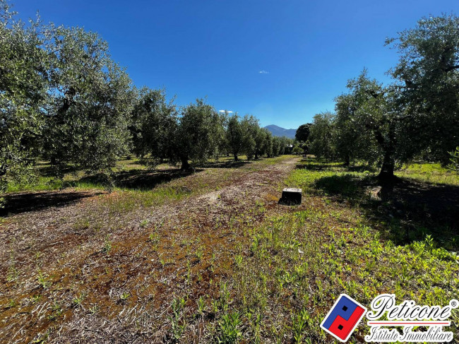 ANTICO CASOLARE con ULIVETO di 25.000 MQ e 360 PIANTE DI ULIVO