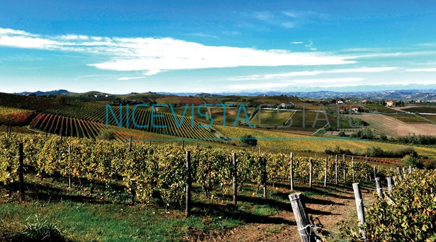 scaffale vino 1, Wine Producers in Moncalvo (AT) - Monferrato