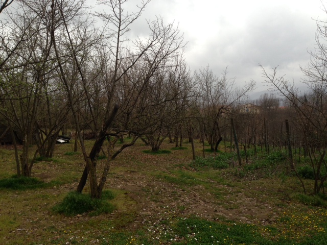 Terreno agricolo in vendita a Capriglia Irpina (AV)