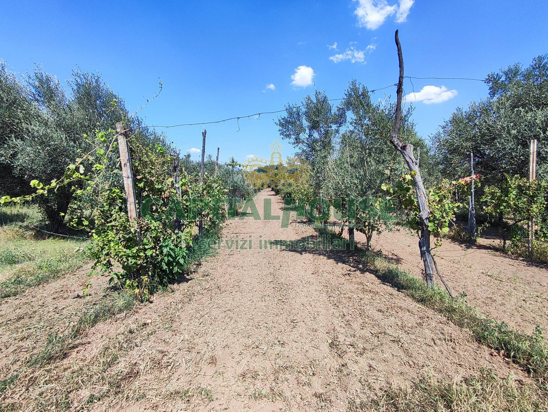 Terreno agricolo in vendita a Sant'angelo In Formis, Capua (CE)