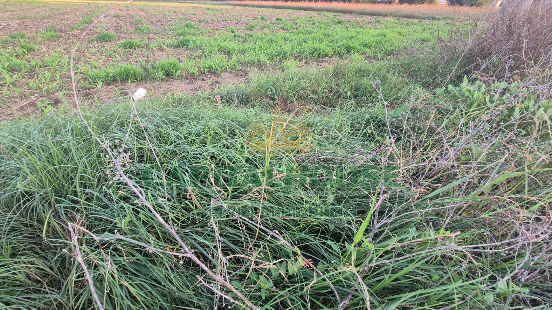 Terreno agricolo in vendita a Marcianise (CE)