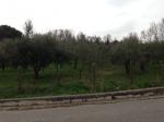 Terreno edificabile in vendita a Capriglia Irpina (AV)