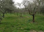Terreno edificabile in vendita a Capriglia Irpina (AV)