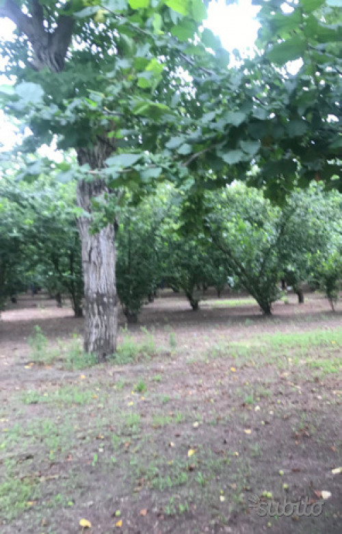 Terreno agricolo in vendita a Marigliano (NA)