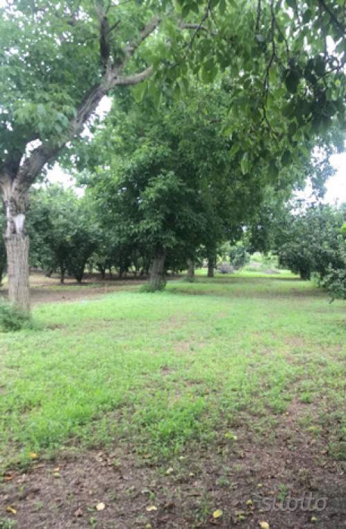 Terreno agricolo in vendita a Marigliano (NA)