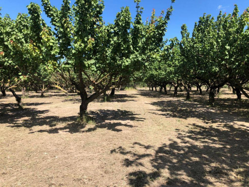 Terreno agricolo in vendita a Marigliano (NA)