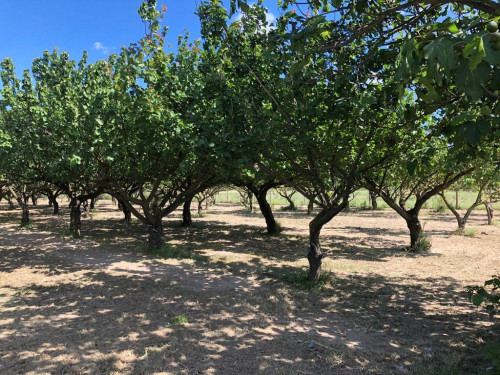 Terreno agricolo in vendita a Marigliano (NA)