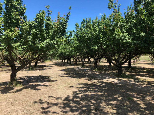 Terreno agricolo in vendita a Marigliano (NA)