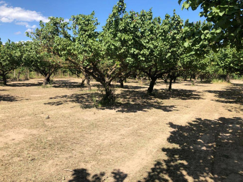 Terreno agricolo in vendita a Marigliano (NA)