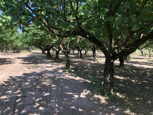 Terreno agricolo in vendita a Marigliano (NA)