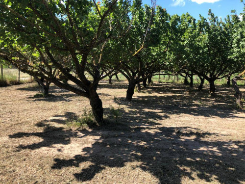 Terreno agricolo in vendita a Marigliano (NA)