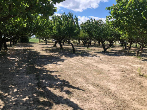 Terreno agricolo in vendita a Marigliano (NA)