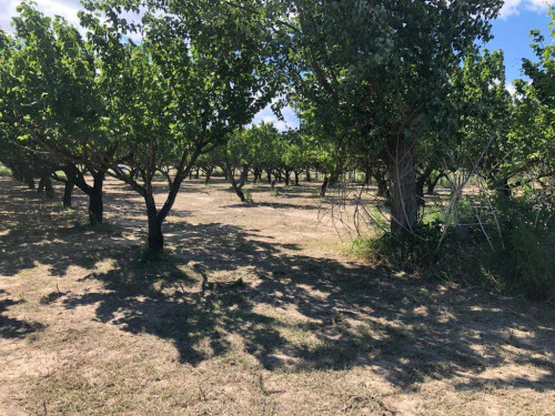 Terreno agricolo in vendita a Marigliano (NA)