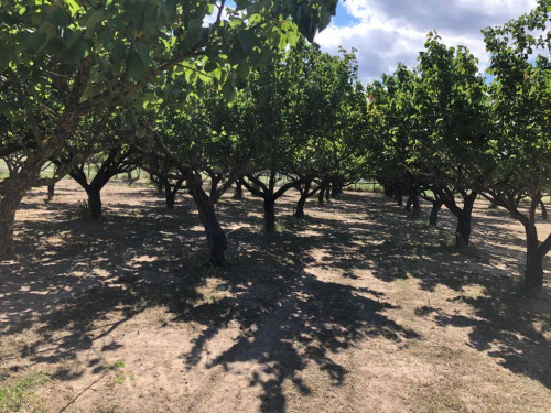 Terreno agricolo in vendita a Marigliano (NA)